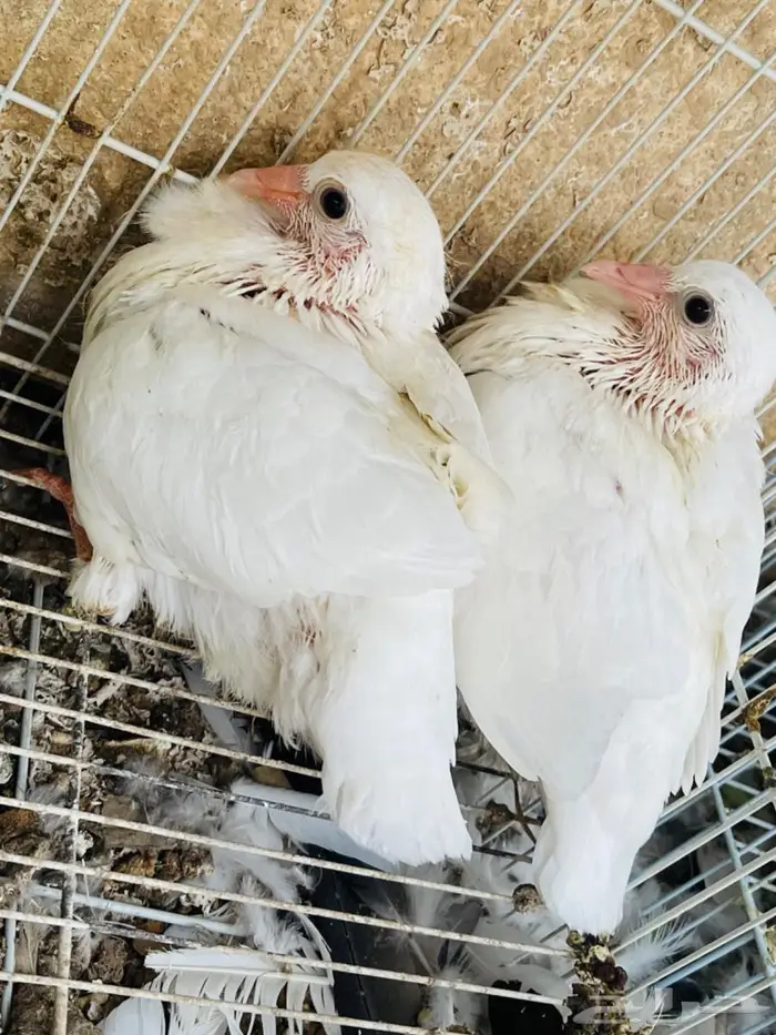 زاجل ابيض سباق معه فروخه 2