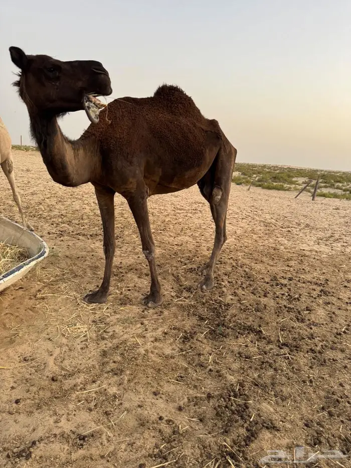 ناقه قصب للبييع 0
