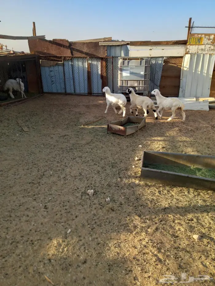 بهم حرى للبيع رخلتين وطلى 5