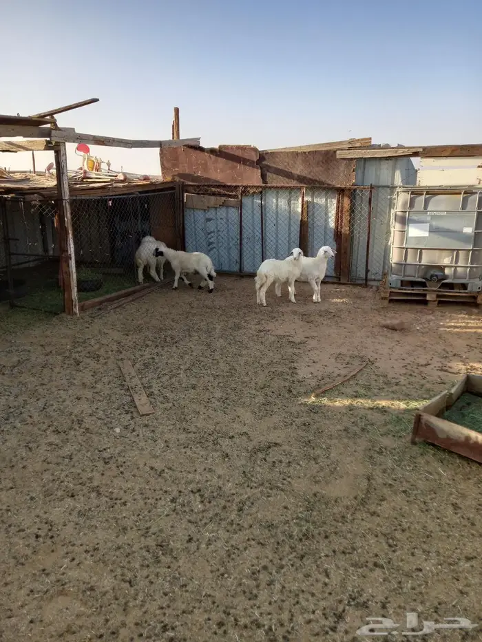 بهم حرى للبيع رخلتين وطلى 2