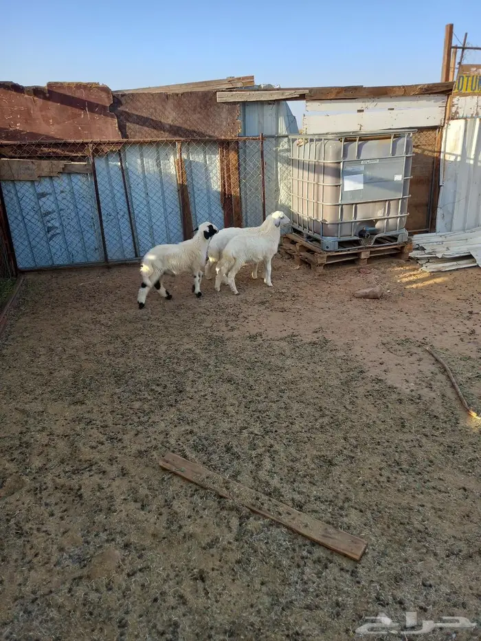 بهم حرى للبيع رخلتين وطلى 0