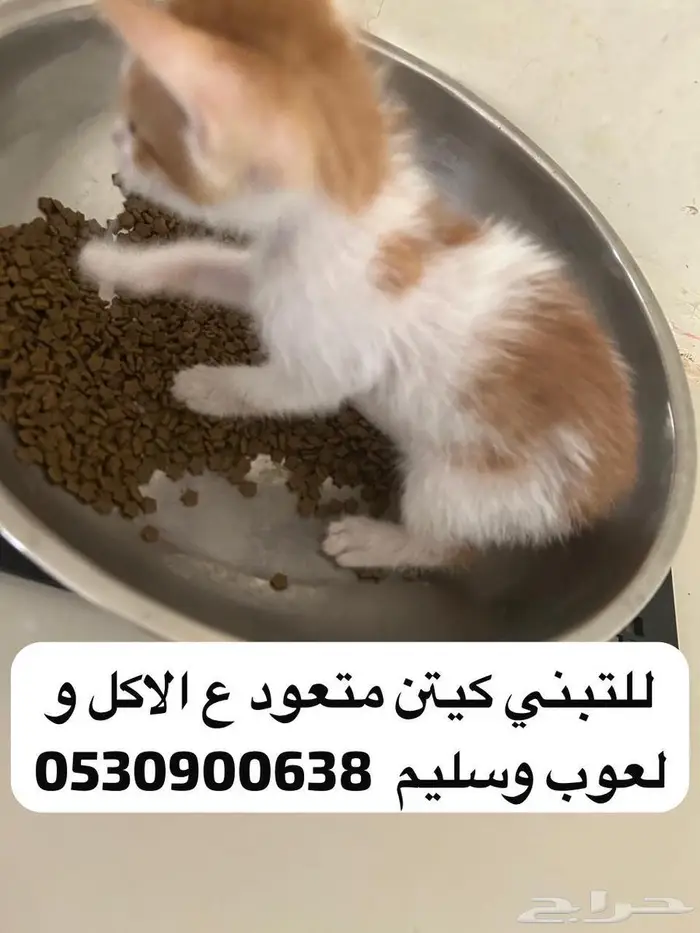 قطط للتبني 4