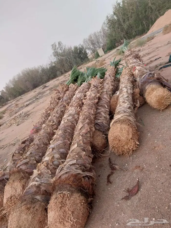 نخل واشنطني 6