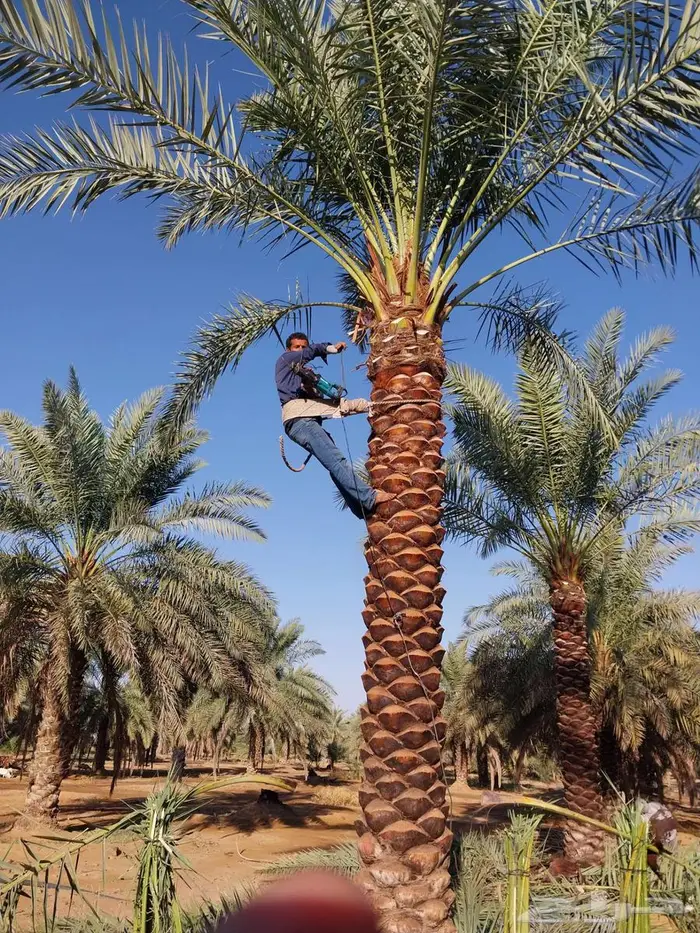 نخل واشنطني 4