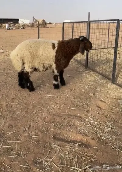 مشروع نعيمي صنف تم البيععع 1