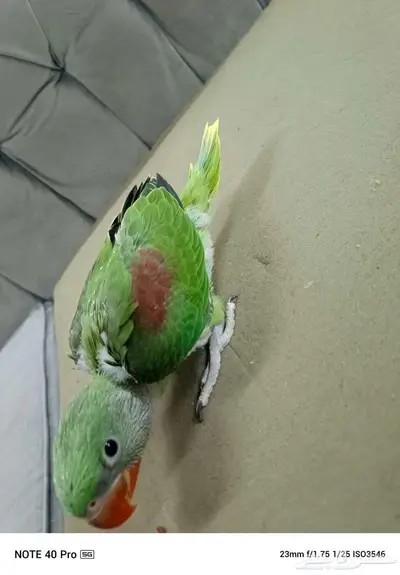 دره نيالي 0