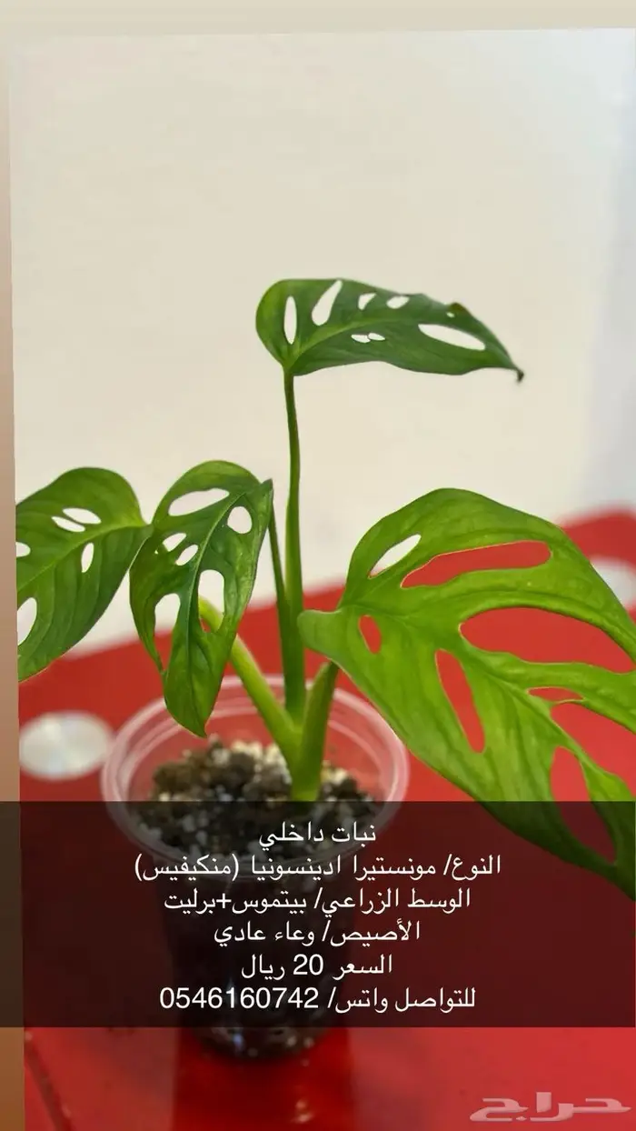 نبات زينة داخلي 2