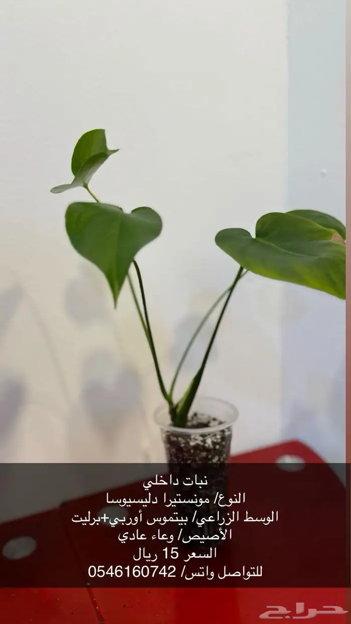نبات زينة داخلي 6