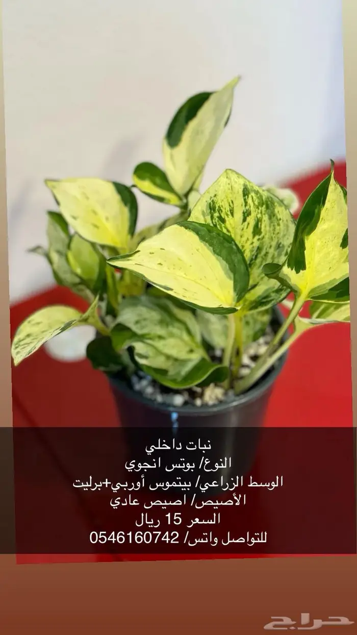 نبات زينة داخلي 3
