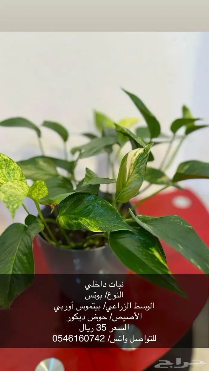 نبات زينة داخلي 4