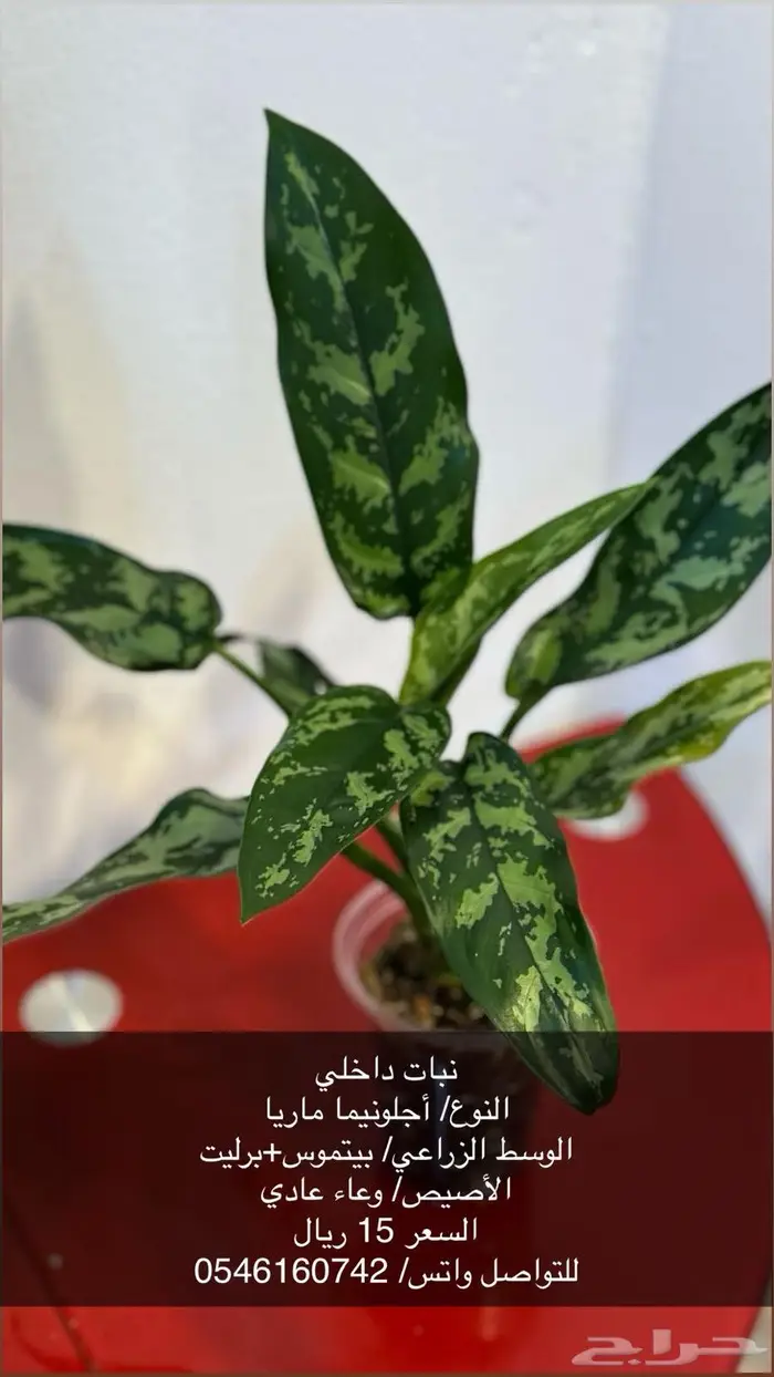 نبات زينة داخلي 7