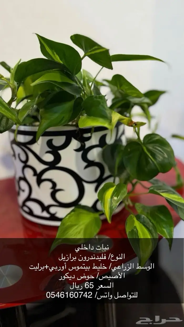 نبات زينة داخلي 5