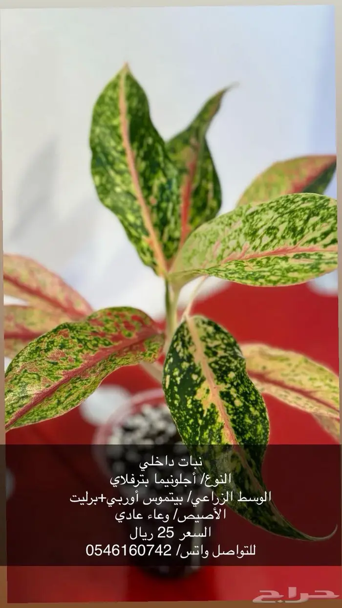 نبات زينة داخلي 9