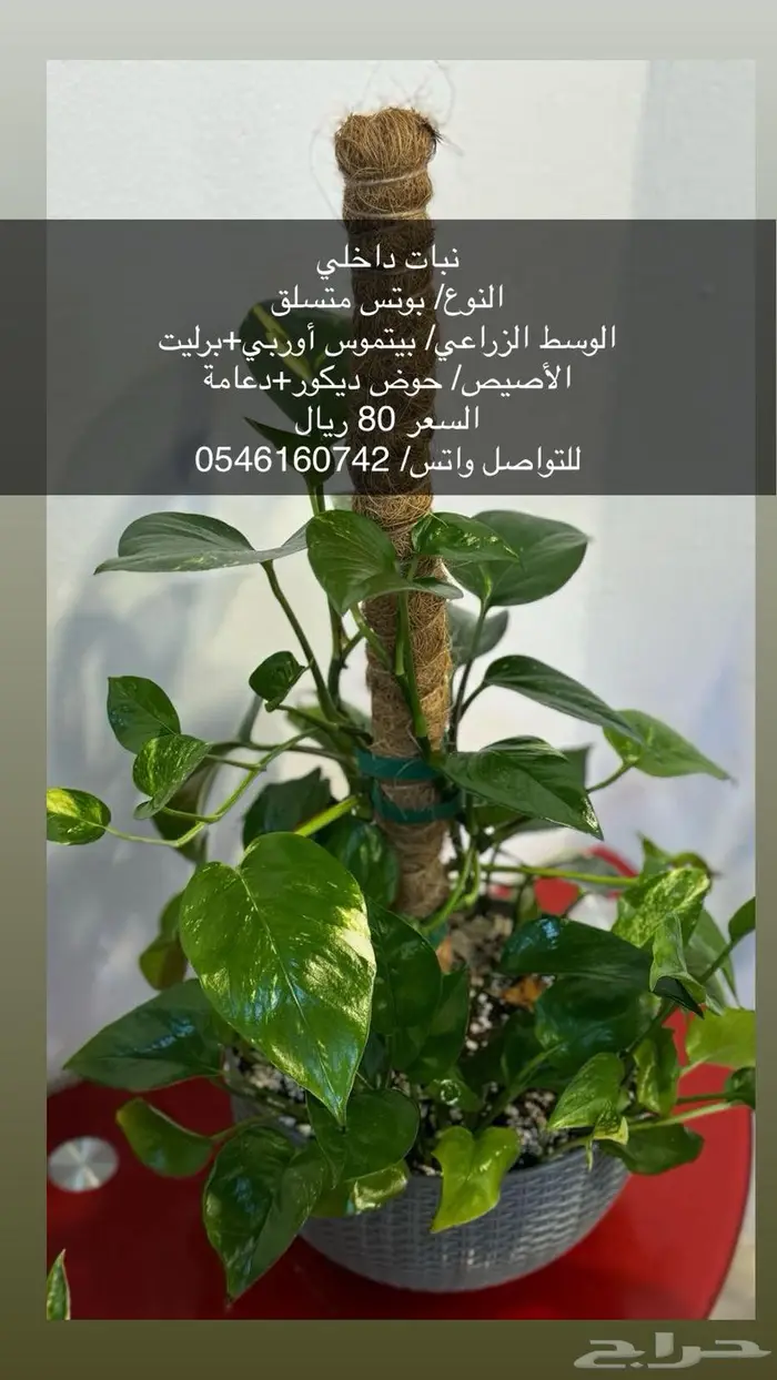 نبات زينة داخلي 1