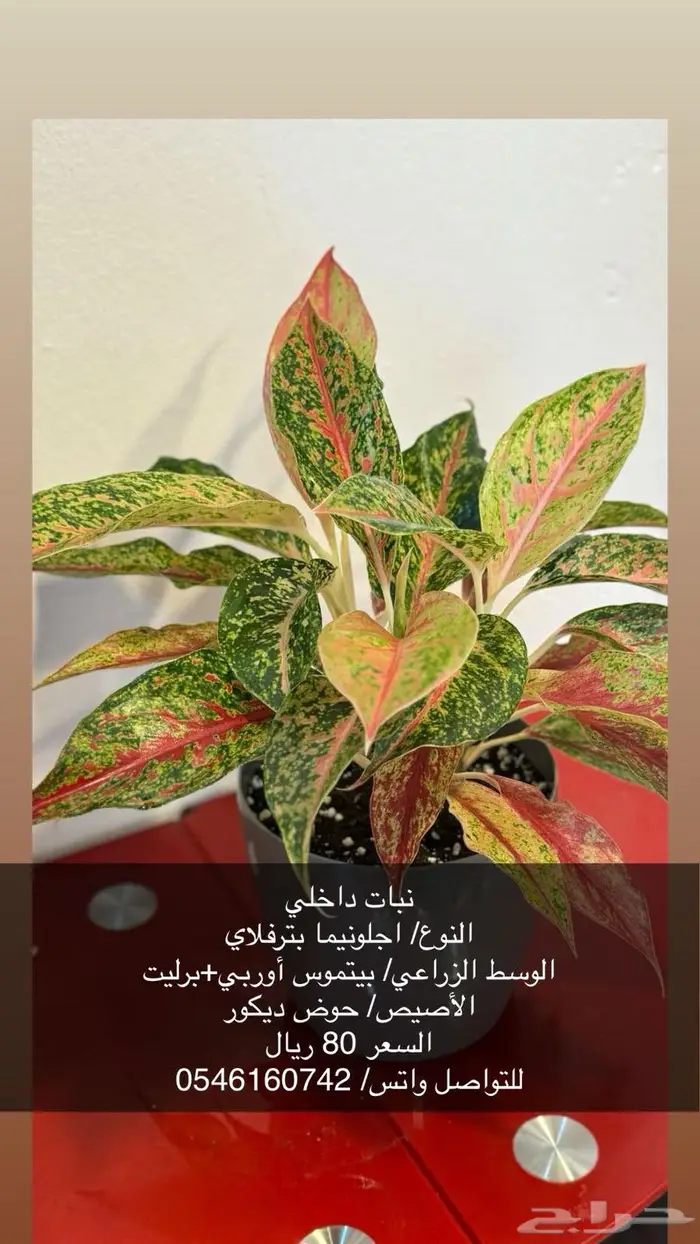 نبات زينة داخلي 0
