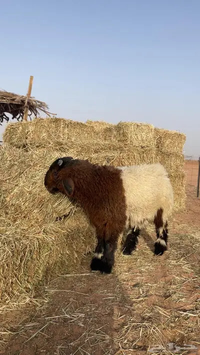 مشروع نعيمي صنف تم البيععع 0