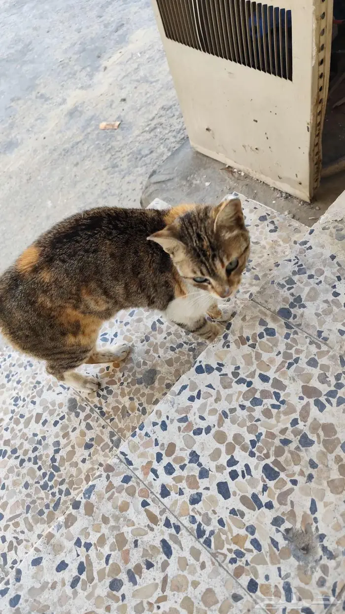 القطيف 1