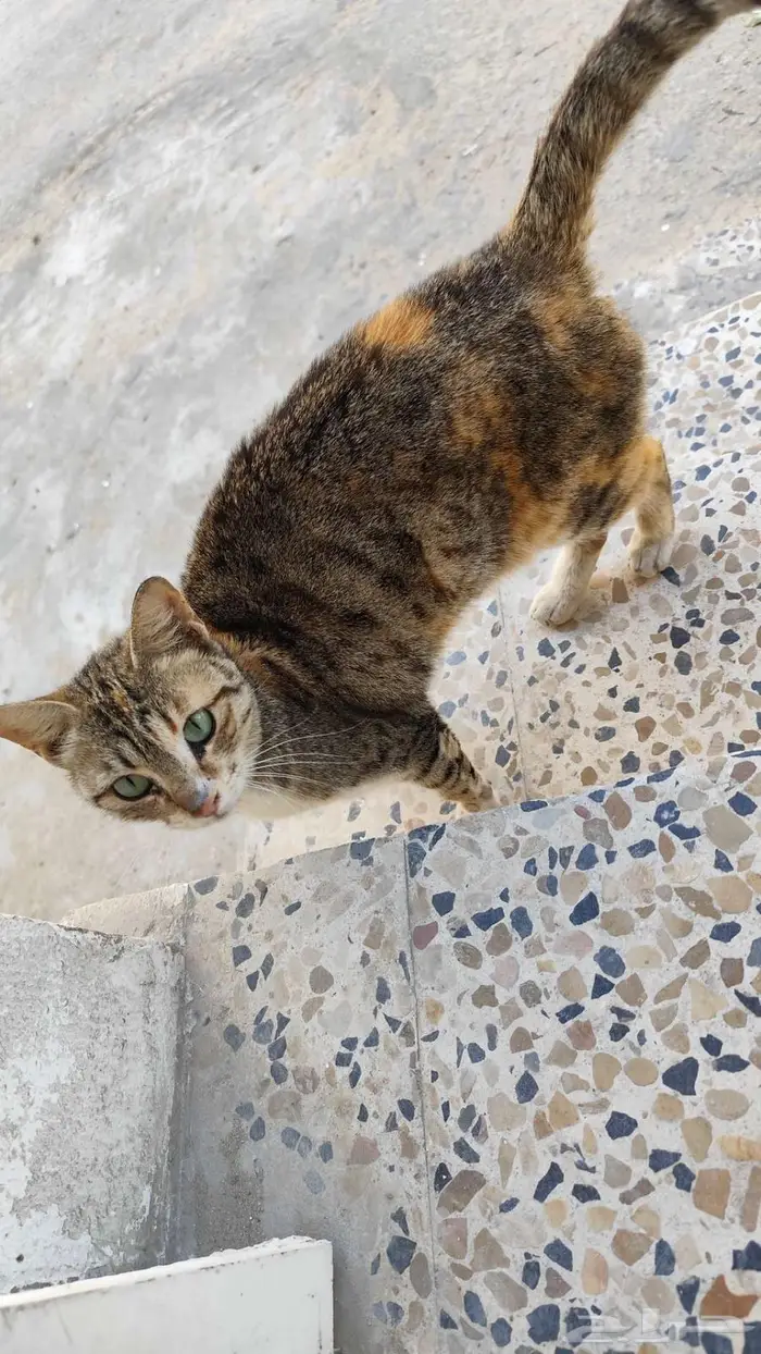 القطيف 0