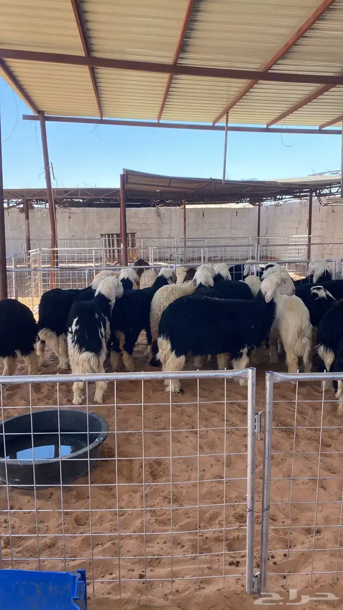 للبيع خرفان بريات ضحياى 3