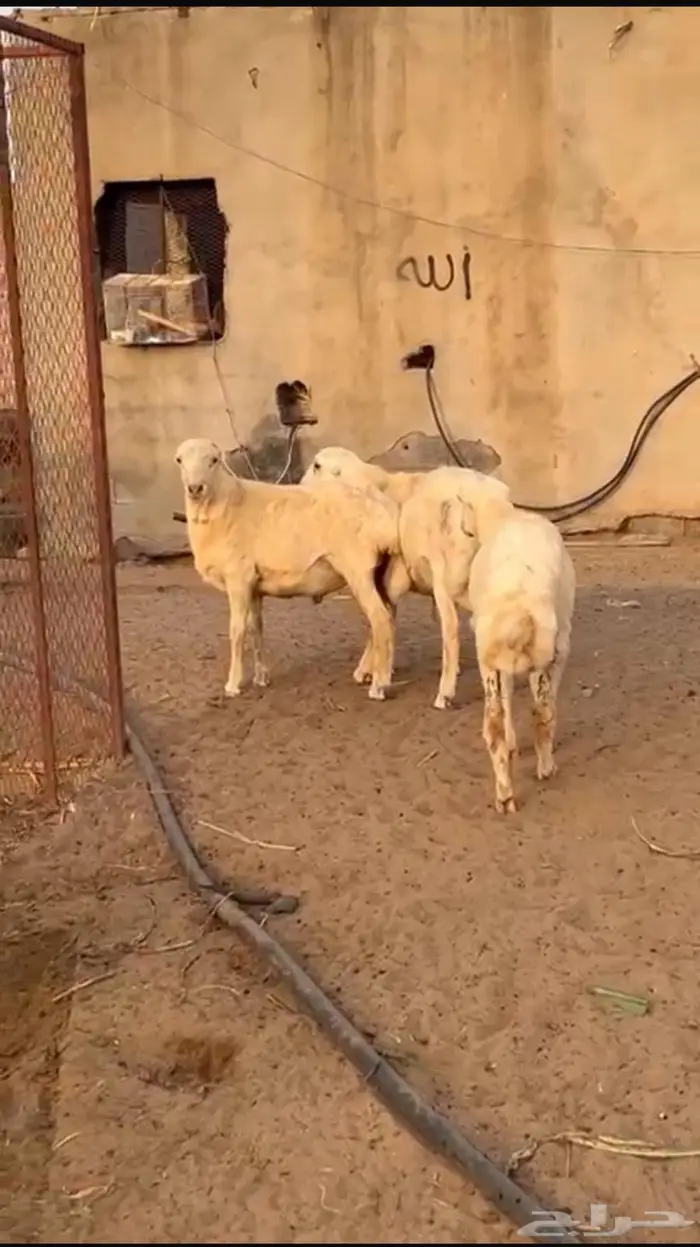 خرفان اضاحي تربيه طيبه بلدي 1