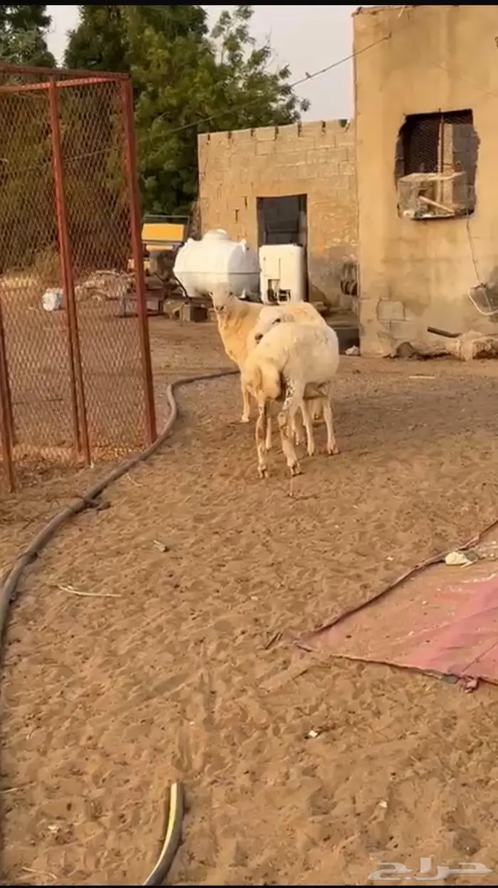 خرفان اضاحي تربيه طيبه بلدي 0