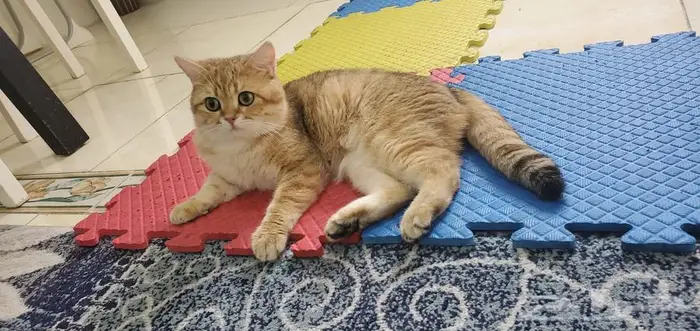 قط سكوتش استريت جولد مسجل 4