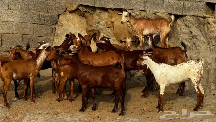 معزا دهم جذعات 16 بالفحل تم البيع 13