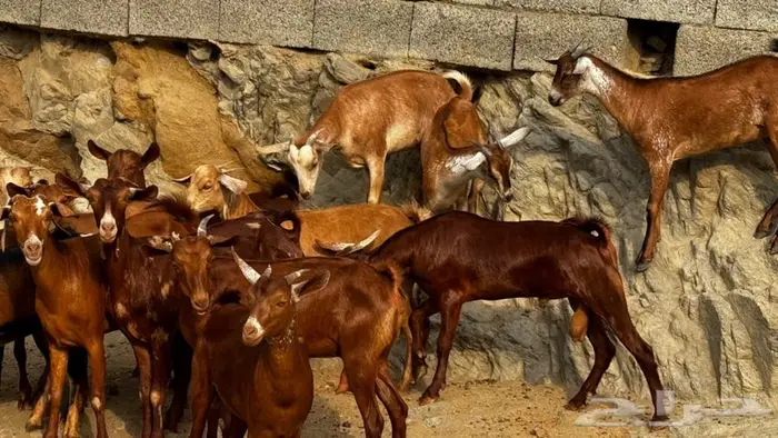 معزا دهم جذعات 16 بالفحل تم البيع 5