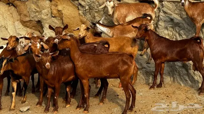 معزا دهم جذعات 16 بالفحل تم البيع 7