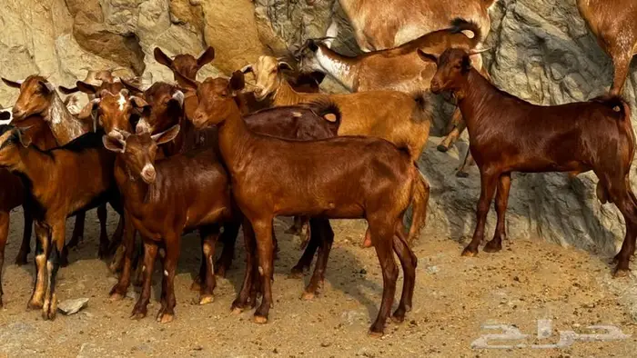 معزا دهم جذعات 16 بالفحل تم البيع 2