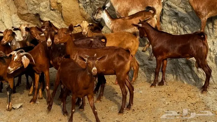 معزا دهم جذعات 16 بالفحل تم البيع 6