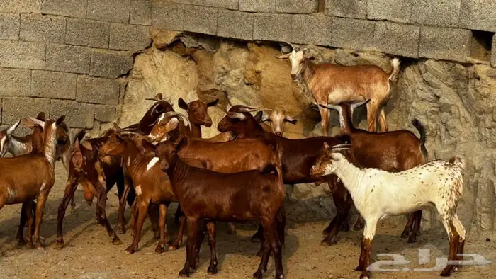معزا دهم جذعات 16 بالفحل تم البيع 12