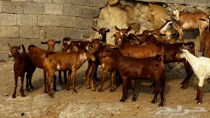 معزا دهم جذعات 16 بالفحل تم البيع 14