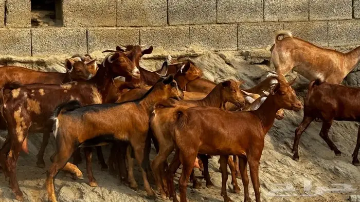 معزا دهم جذعات 16 بالفحل تم البيع 8