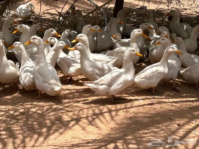 للبيع بط بكين 40 جوز بياض 0