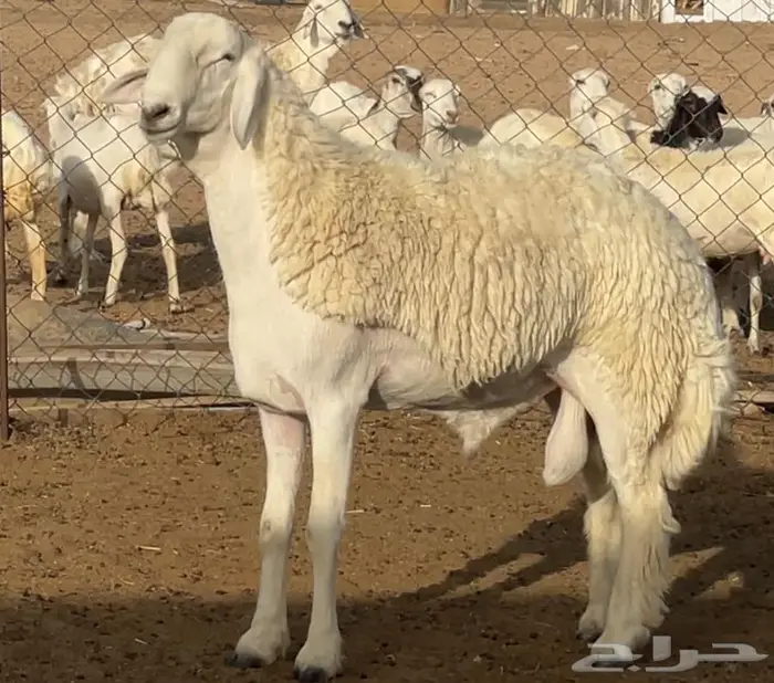 للبيع مشروع فحل كفو 0