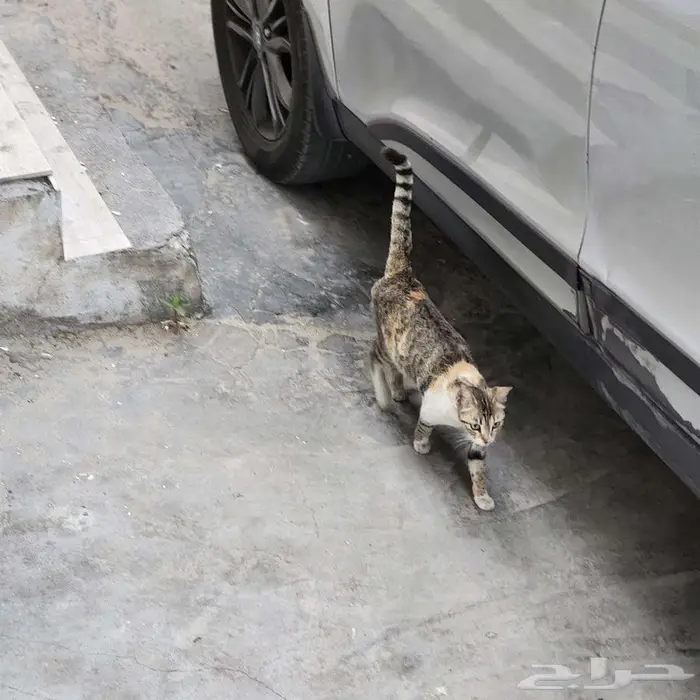 القطيف 2