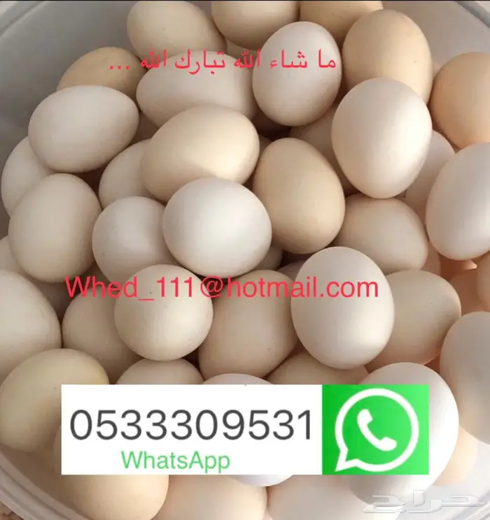 بيض بلدي عضوي بدون ديوك عنيزة 4