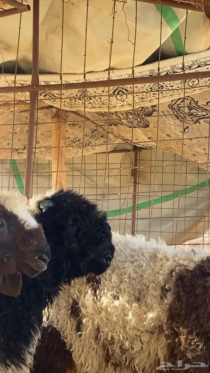 مشروع فحل نعيمي صنف الصنف معرف تعريف قوي . 4