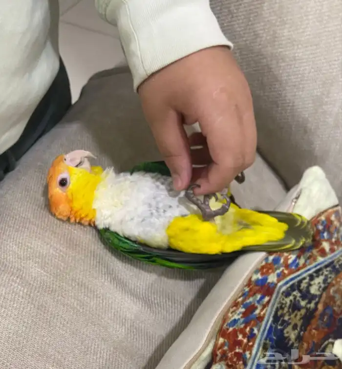 للبيع كايك وايت بيللي مستوى فاخر واليف 7
