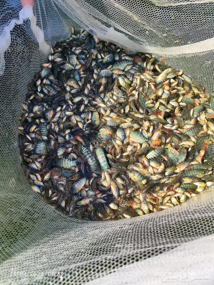 زريعة سمك بلطي 3