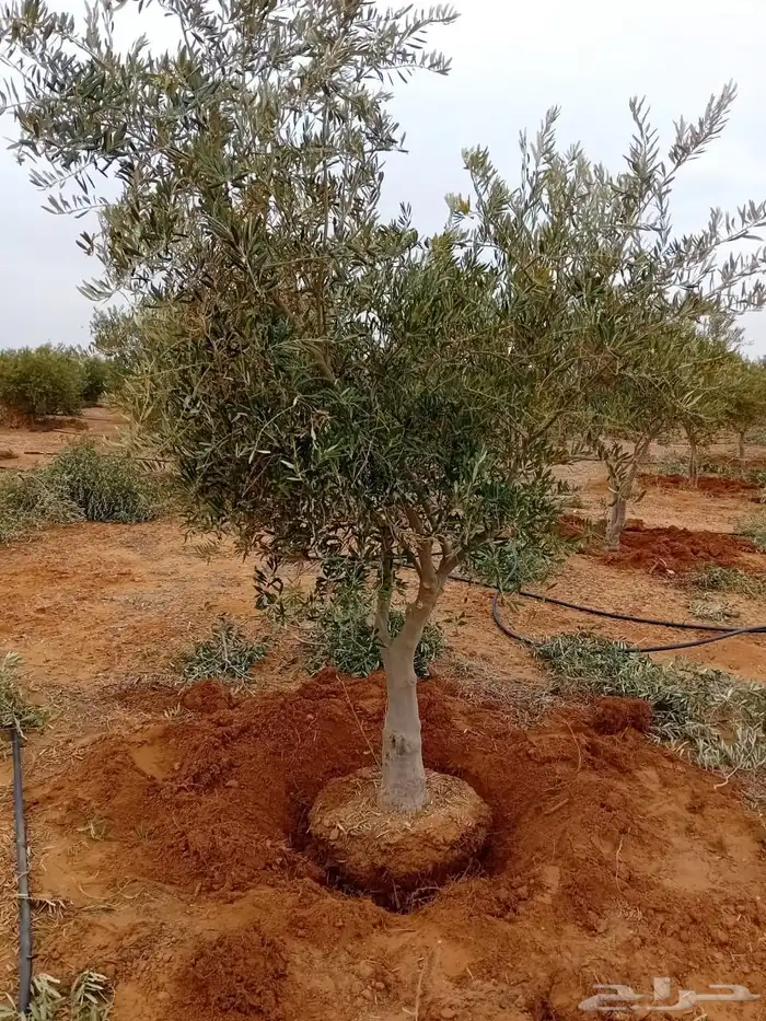 اسجار زيتون مثمرة 2
