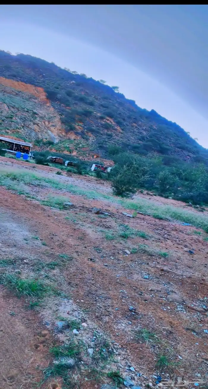 عسل جبلي جديد صافي من منحلي شخصيا 7