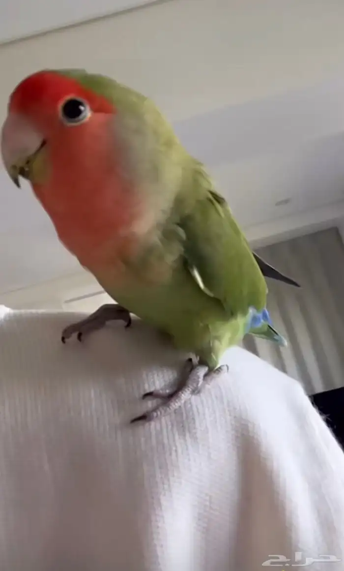 روز وبادجي للبيع 0