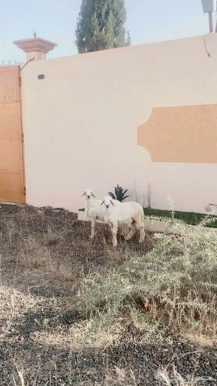 خروفين تعيد كفوو 1