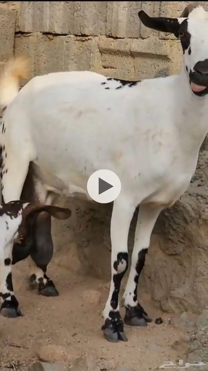 معزا حليب وافر 1
