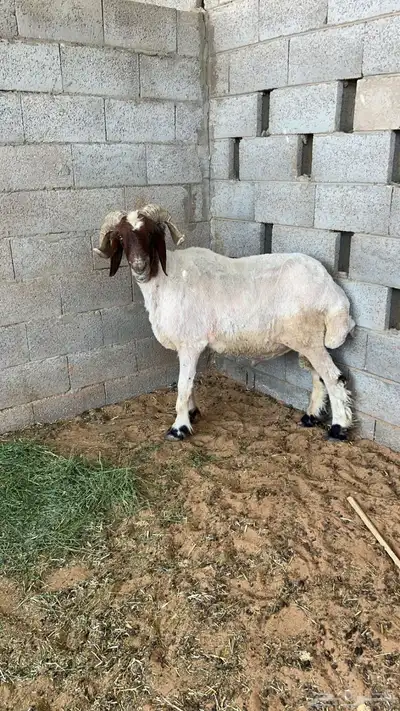 فحل نعيمي تمم البيع 0