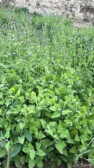 عطره بلدي مويه نظيفة ريحه وطعم 6