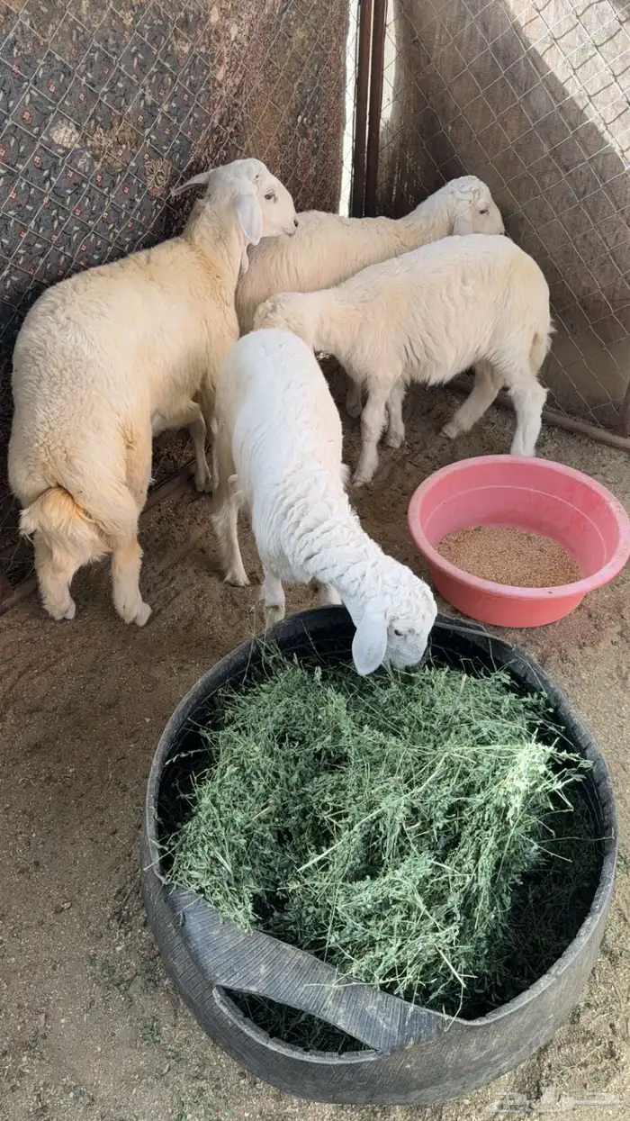 بهم كفو وشرط 4