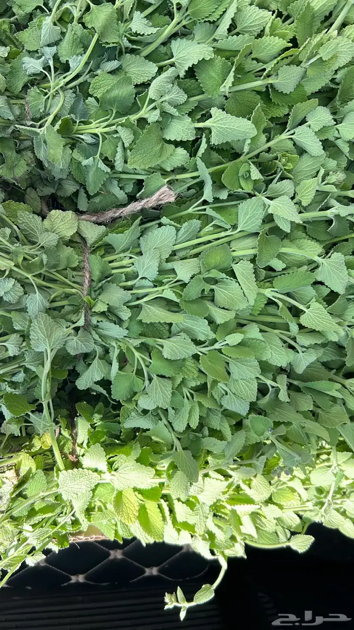 عطره بلدي مويه نظيفة ريحه وطعم 1